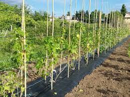 Folie Agrotextil/Antiburuieni;Rezistenta;Calitativa;Ecologica;UV;100gr