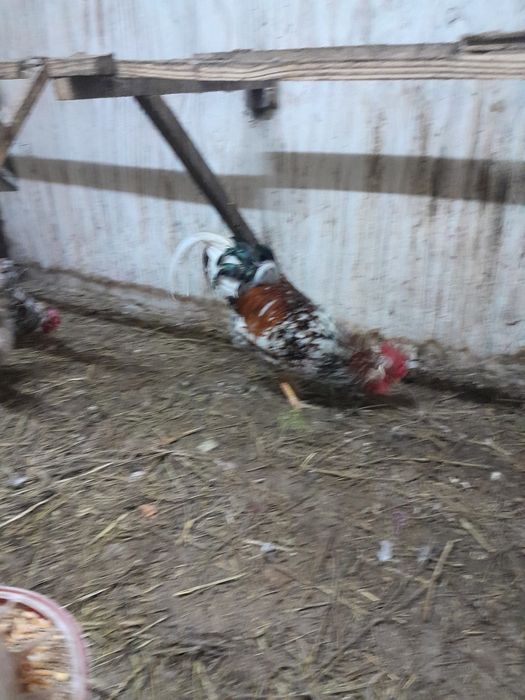 Инкубационное яйцо