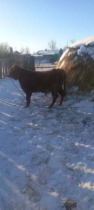 Бұқалар сатылады!!! Быки на откорме!