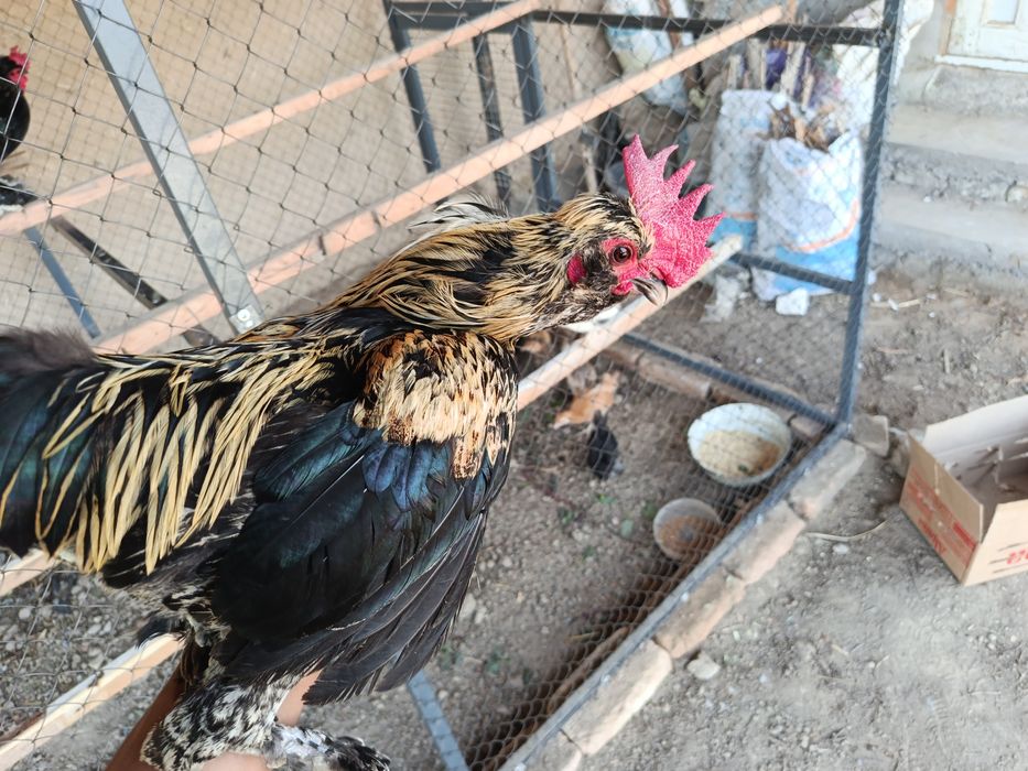 Yapon xoʻrozlar sotiladi