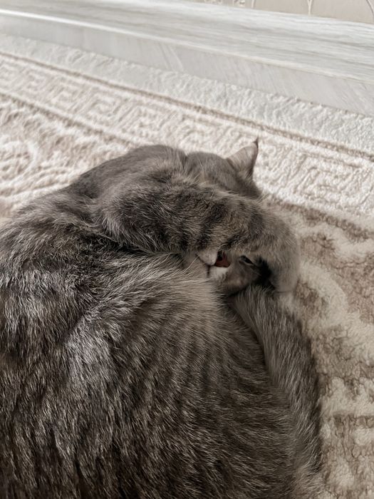 Кот для вязки