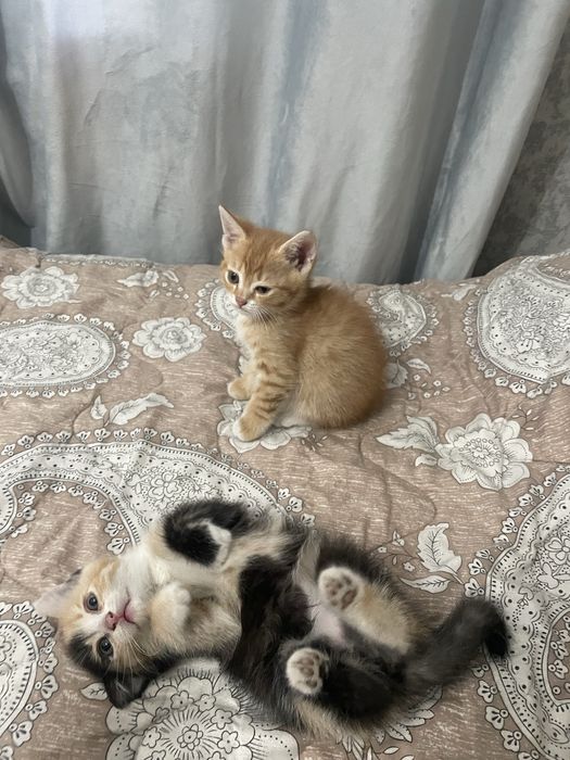 Отдам котят даром
