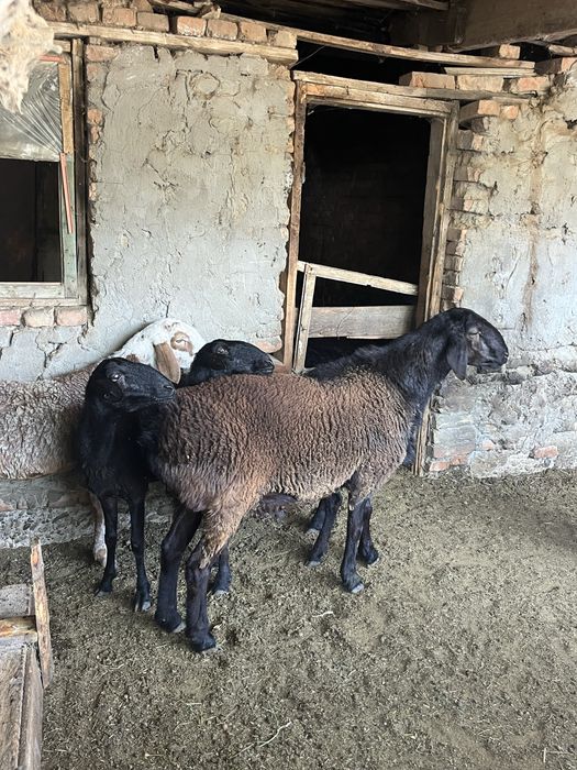 Семіз кошкар баран