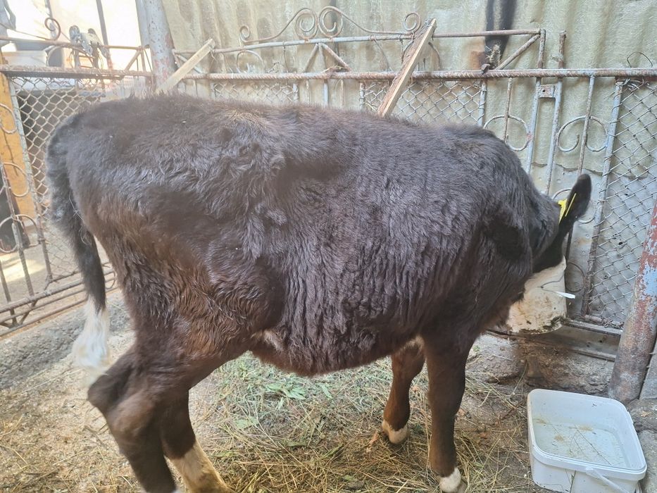 Vând vițică de 3.5 luni