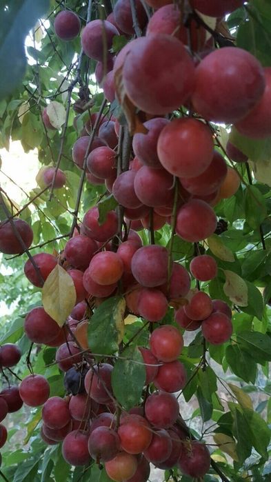 Pomi Fructiferi Columnari (PRUN )