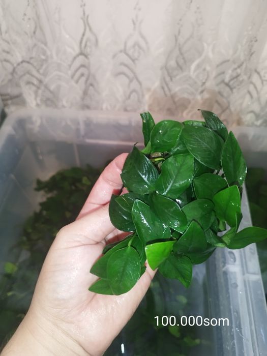 Anubias barteri1 petit