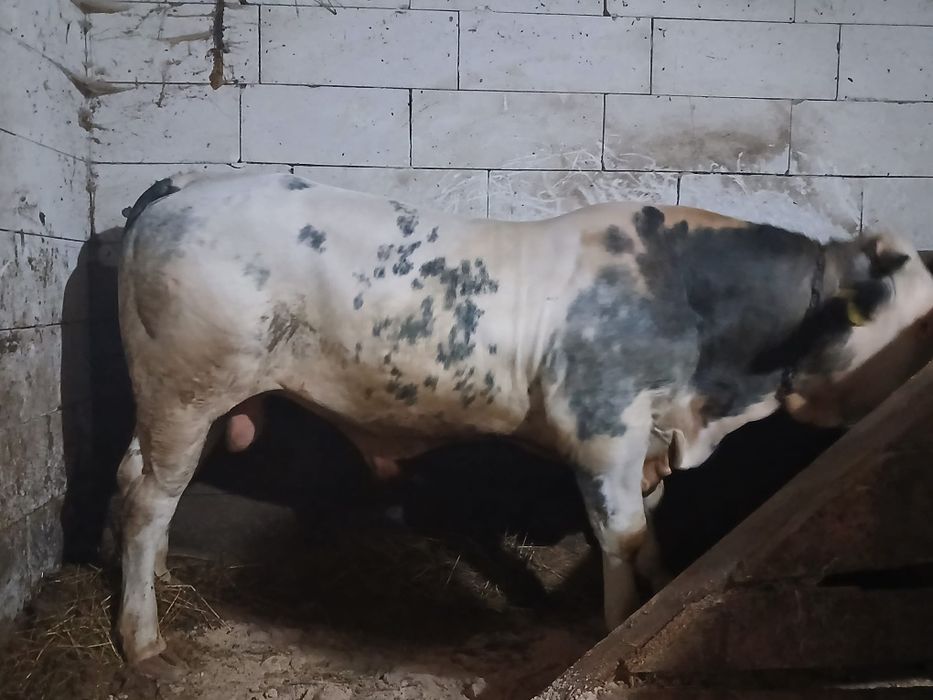 De vânzare taur belgian 550 kg vârsta 1 an și o luna