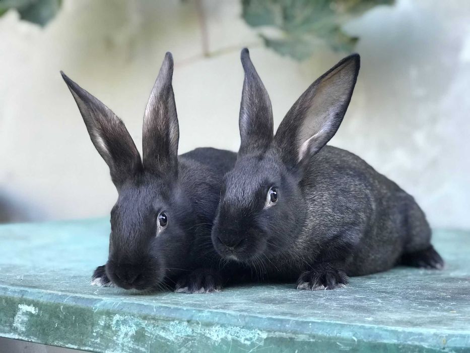 Iepuri Hycole Francez