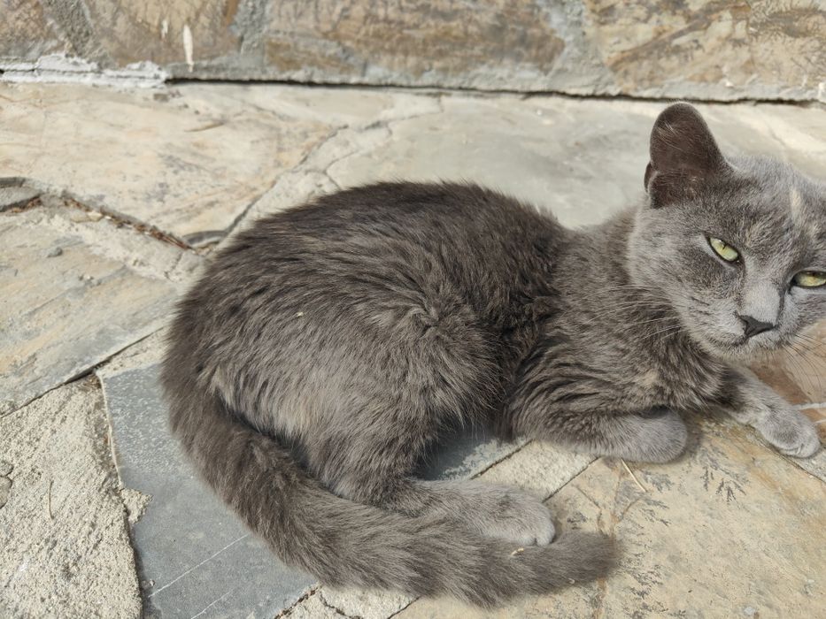 Подарявам малко котенце.