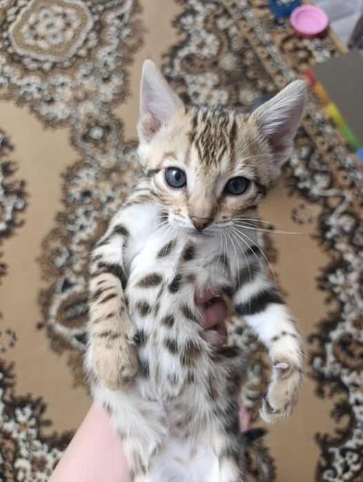 Продам котенка бенгал.