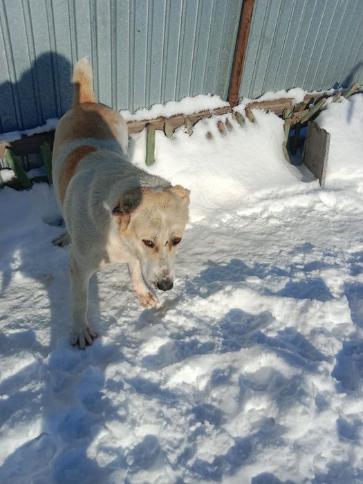 Алабай сука  1,2 месяцев