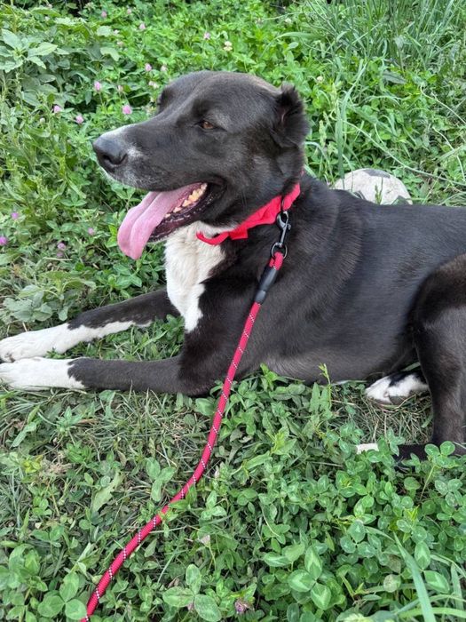 Собака для семьи и охраны