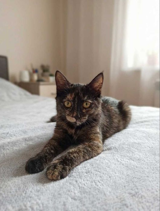 Кошечка, 1 г, стерилизованая