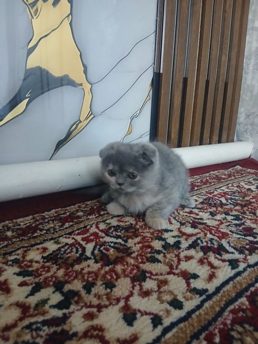 Mushuk bolachalari sotiladi