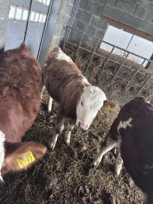 Vitele baltata romaneasca