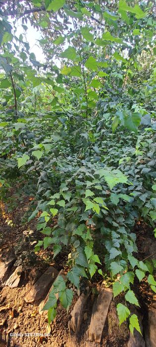 Берёза кучатлари сотилади