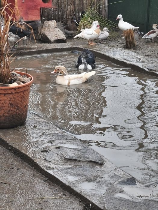 Perechi rațe exotice