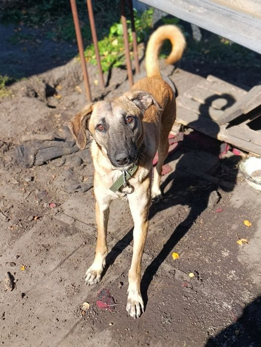 Срочно котик в добрые руки!