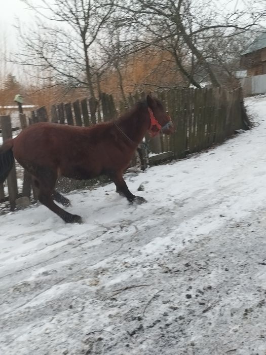Mânz de vânzare,  1 an și 2 luni