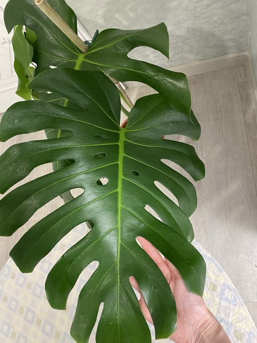 Продам монстеру по выгодной цене