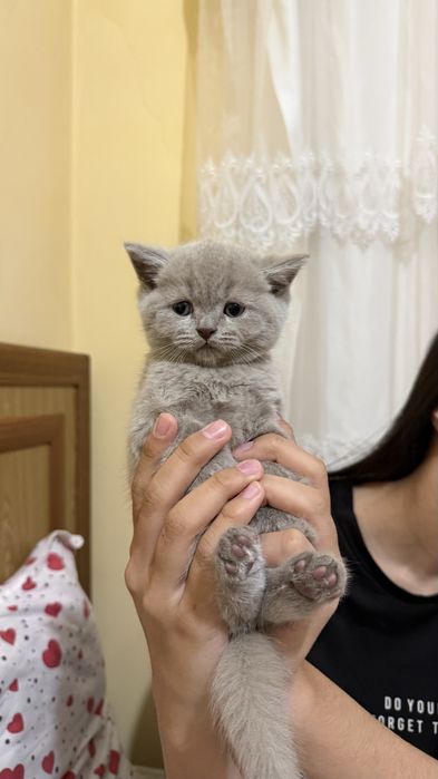 Кошка Скоттиш страйт, фолд