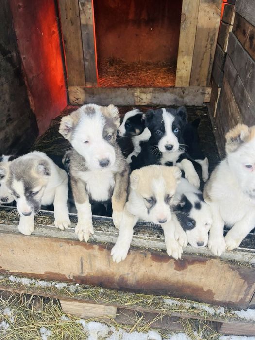 Продажа щенков (Алабай) остались сучки