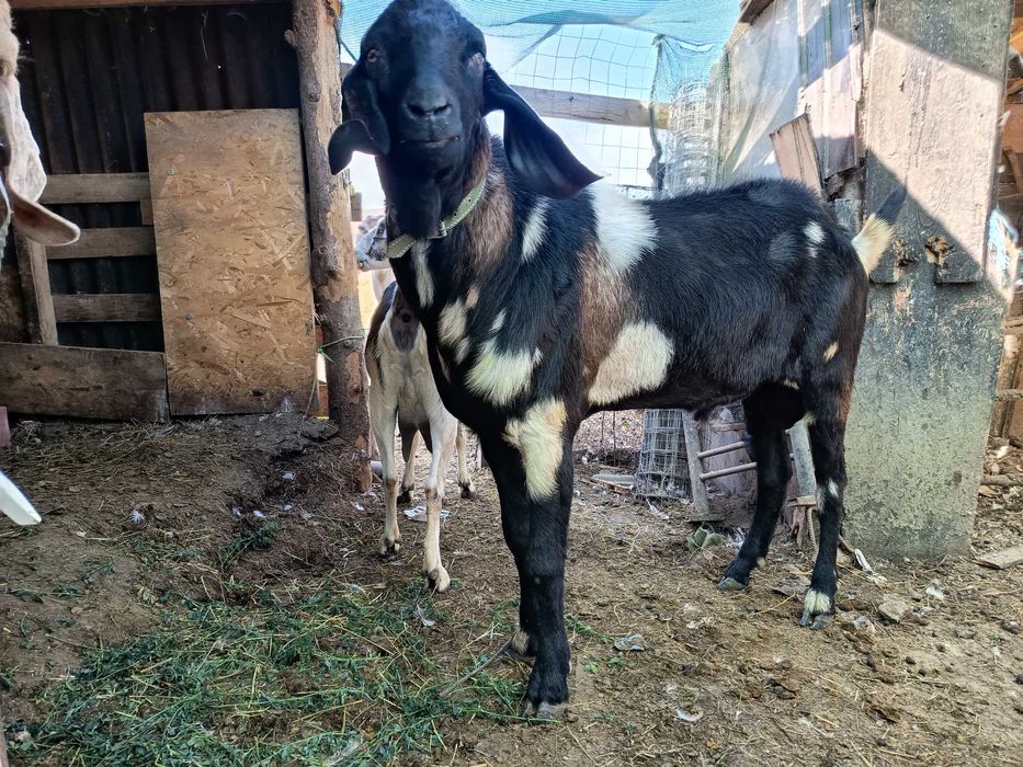 Țap de rasa anglonubian 2.5 ani