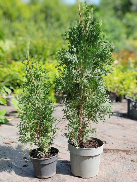 Западна туя Фастигиата (Thuja occidentalis Fastigiata)