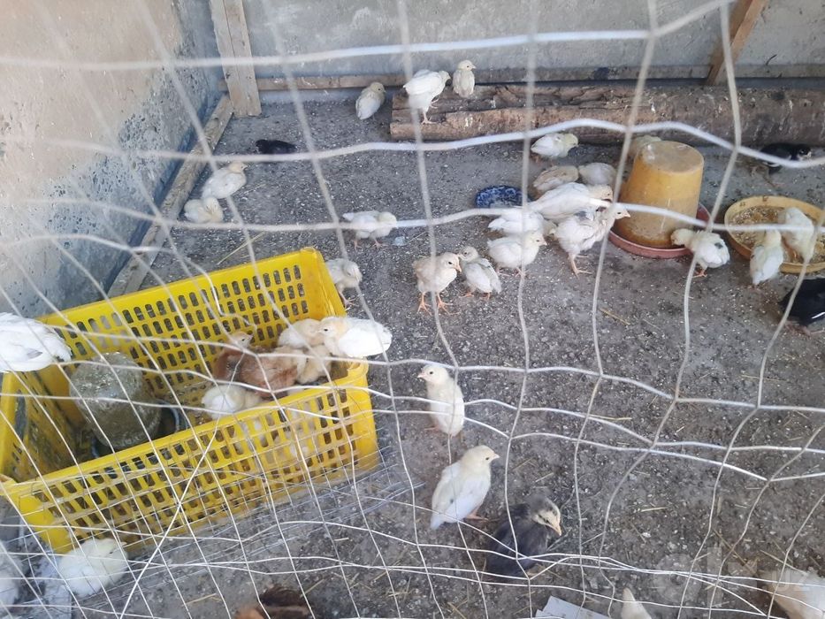 Товук ва жужалар