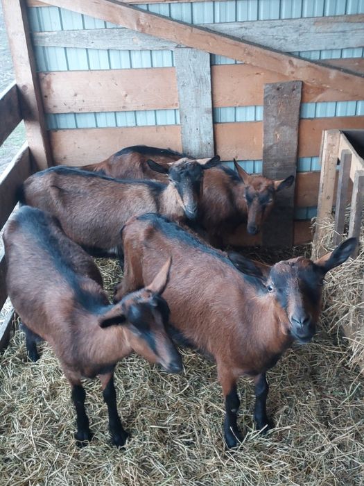 Vând capre alpine franceze gestante