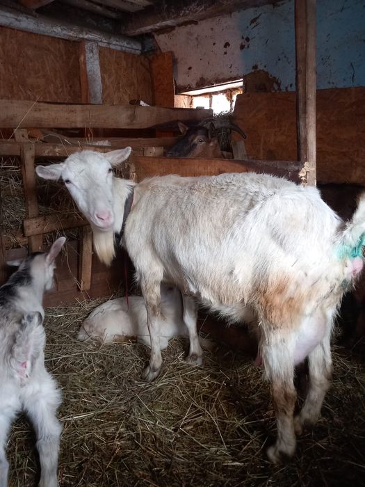 Vând capre de rasă cu tot cu ezi