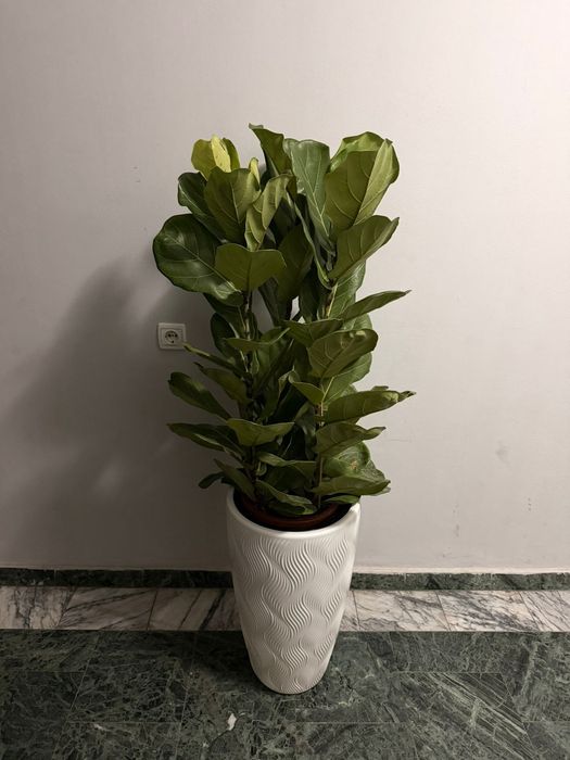 Фикус Лирата комнатные цветы в офис