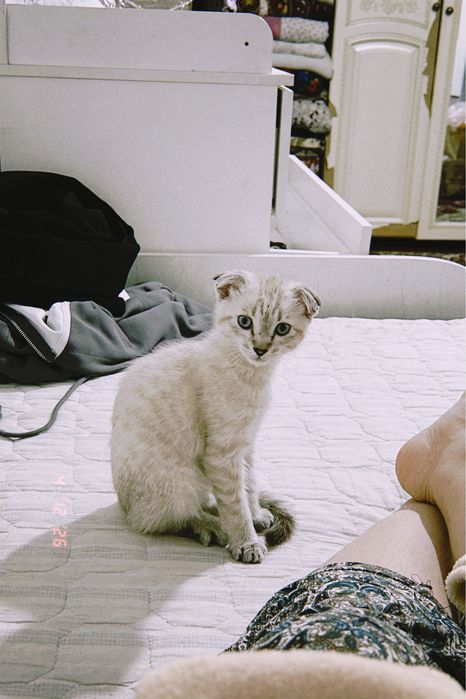 Шотландская котят