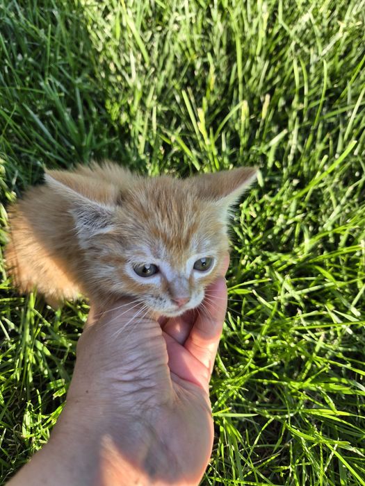 Рыжий котёнок,  мальчик
