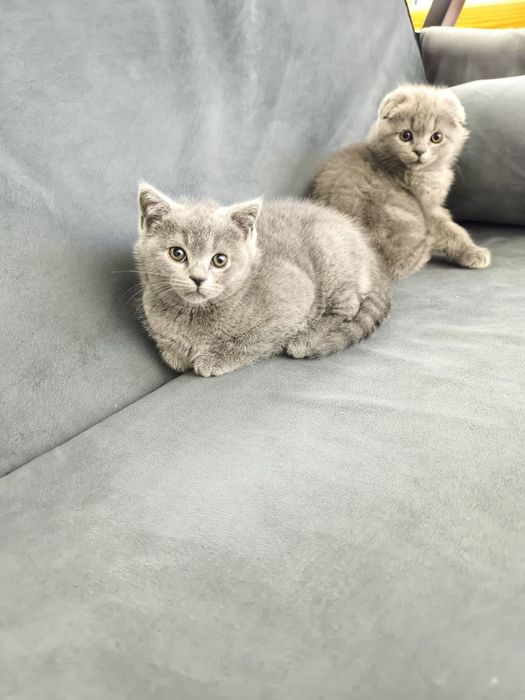 Scottish Fold 2026