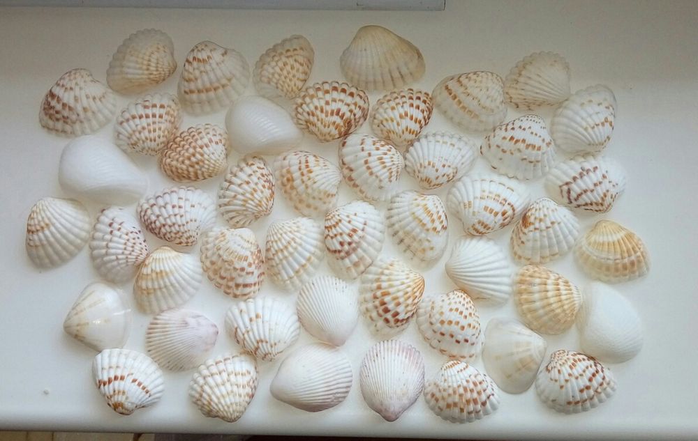 Продам морские ракушки