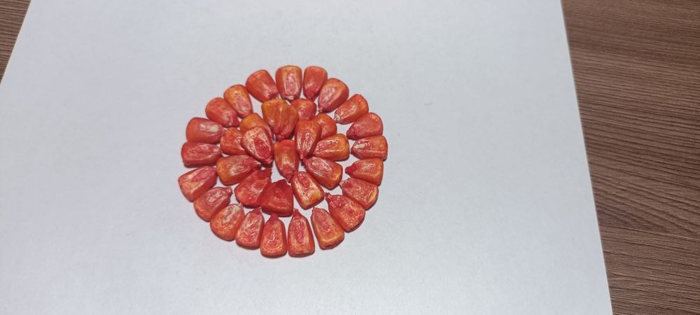 Семена кукурузы жугери урыгы