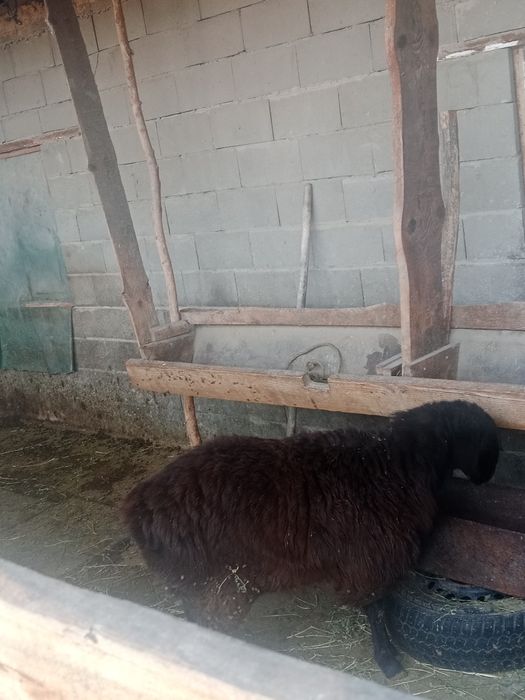 Продам кошкара гиссар