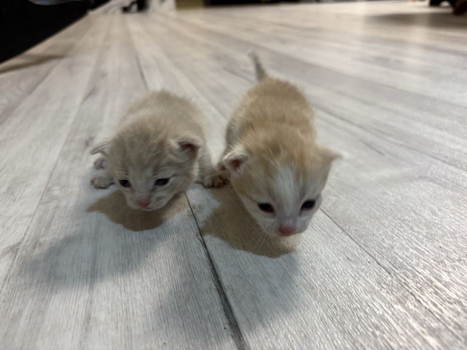 2 мальчика в добрые руки