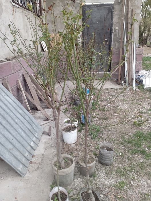 Продам саженцы плодовых деревьев