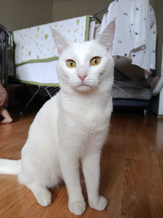 Отдам кота в хорошие руки.