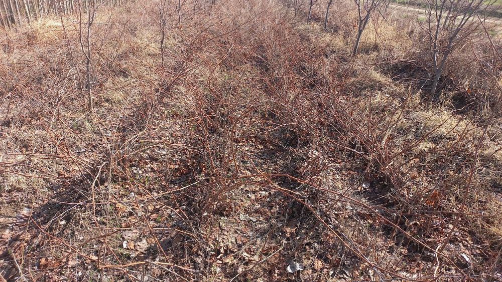 Taypi uzum ko'chatlar