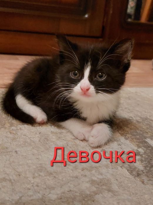 Отдам котят в добрые руки