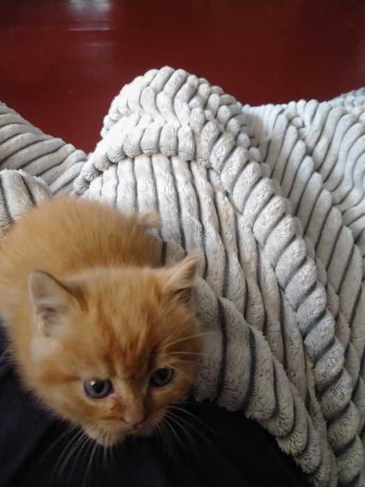 Милые котята ищут любящих хозяев