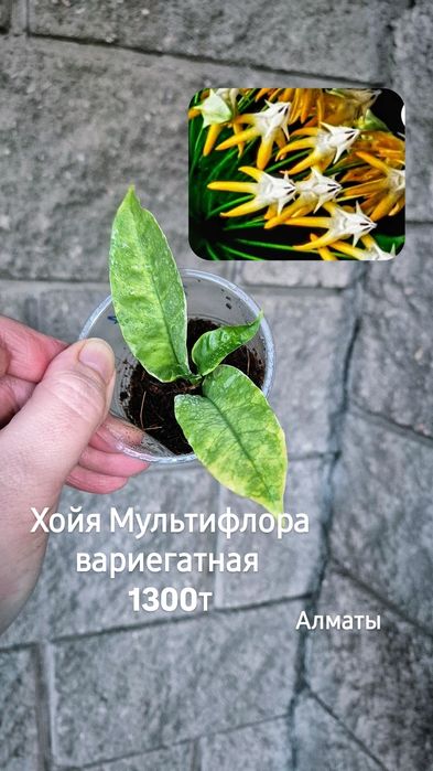 Комнатные растения