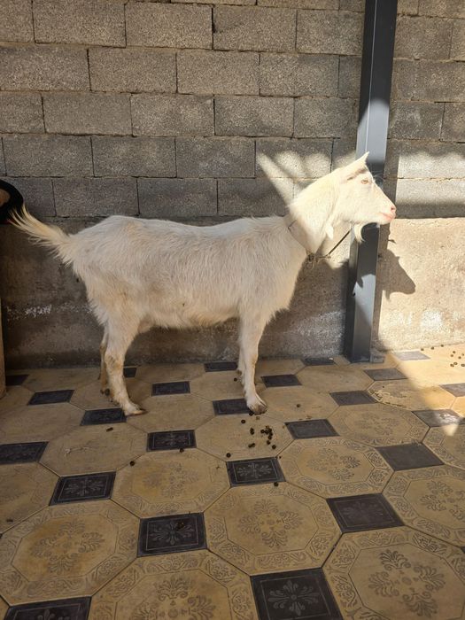 Ешкі коза ешки занен