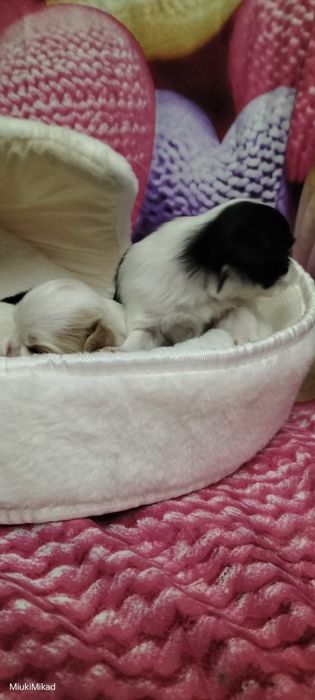 Щенки японского хина.