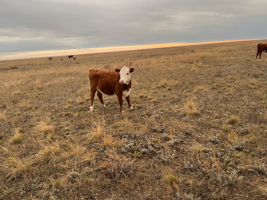 10 бас ургашы падсос