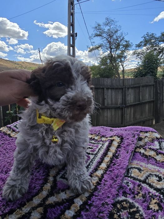 Femelă Lagotto Romagnolo – Rasă pură, 1 lună și jumătate