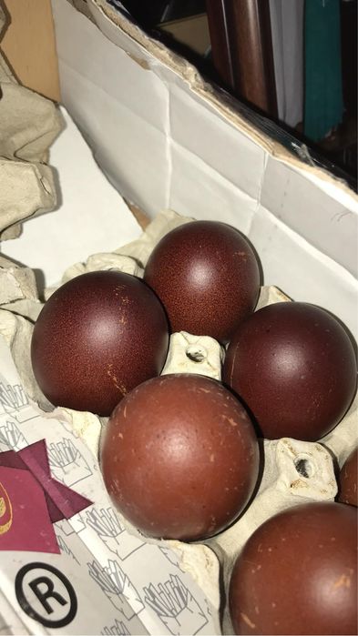 Разплодни яйца от Марани и Амераукани